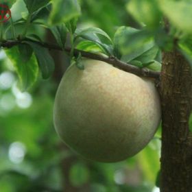 味厚李子苗基地、味厚李子苗种植基地