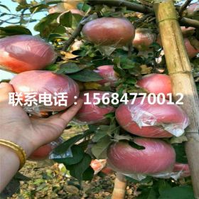 哪里有賣秦蜜蘋(píng)果苗 秦蜜蘋(píng)果苗廠家