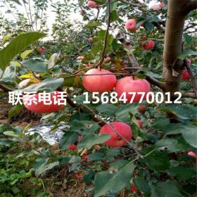 响富苹果苗、响富苹果苗厂家、响富苹果苗多少钱