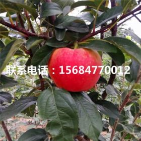 山東神富6號蘋果苗 神富6號蘋果苗出售價格