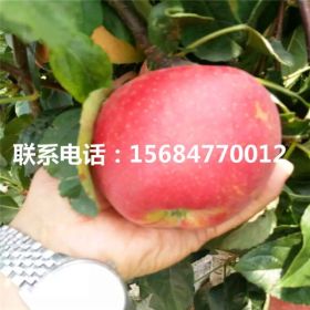 哪里銷售5公分蘋(píng)果苗 5公分蘋(píng)果苗批發(fā)廠家