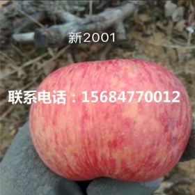 新2001苹果苗、新2001苹果苗出售基地、新2001苹果苗出售单价