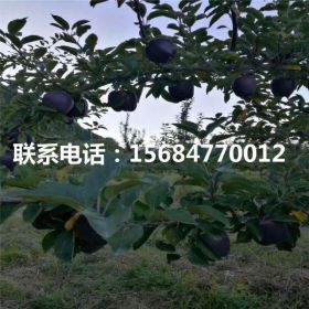 哪里批发m26苹果苗 m26苹果苗多少钱一株