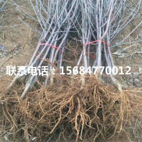 糖心苹果苗、糖心苹果苗多少钱一棵、糖心苹果苗销售价格