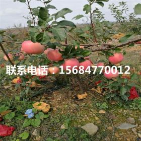 水蜜桃苹果苗、水蜜桃苹果苗基地价格、水蜜桃苹果苗价格及报价