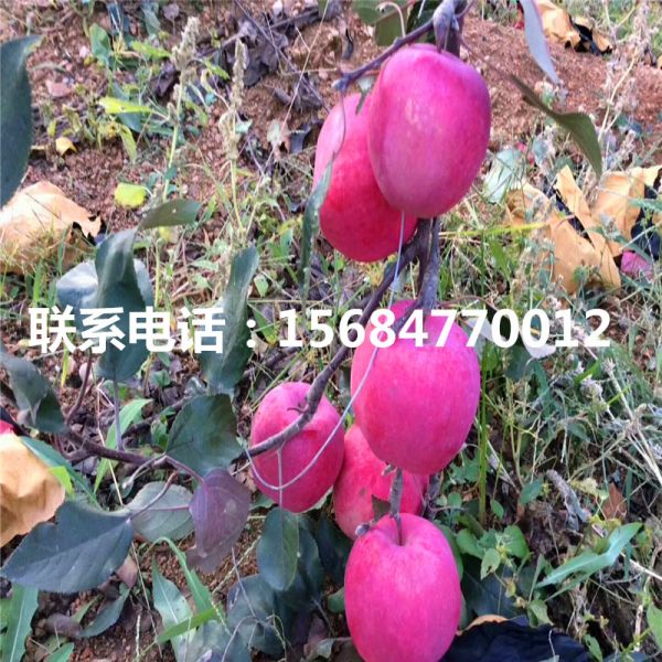 哪里批发懒富苹果苗 懒富苹果苗出售