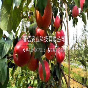 哪里銷售紅心蘋(píng)果苗 紅心蘋(píng)果苗批發(fā)