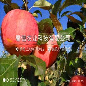 山東煙富10號(hào)蘋果苗 煙富10號(hào)蘋果苗出售價(jià)格