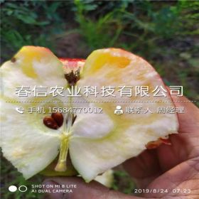 哪里銷售魯麗蘋(píng)果苗 魯麗蘋(píng)果苗批發(fā)廠家