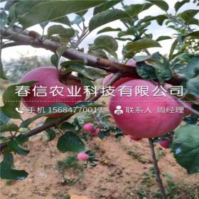 新品种润太一号苹果苗 润太一号苹果苗出售基地