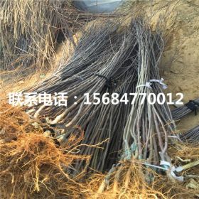 锦绣海棠树苗、锦绣海棠树苗出售价格、锦绣海棠树苗单价