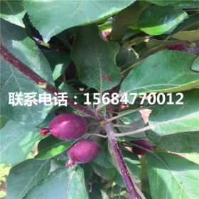 新品種119-06紅肉蘋果苗 119-06紅肉蘋果苗出售批發(fā)