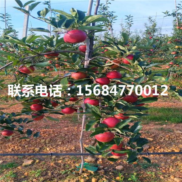 求购m9t337苹果 m9t337苹果批发出售