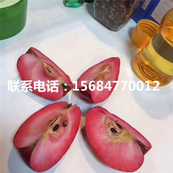 新品种119-06红肉苹果苗 119-06红肉苹果苗出售批发