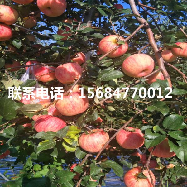 求购m9t337苹果 m9t337苹果批发出售