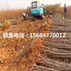 中秋王苹果苗、中秋王苹果苗基地价格、中秋王苹果苗价格及报价