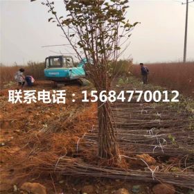 懒富苹果苗、懒富苹果苗多少钱一棵、懒富苹果苗销售价格