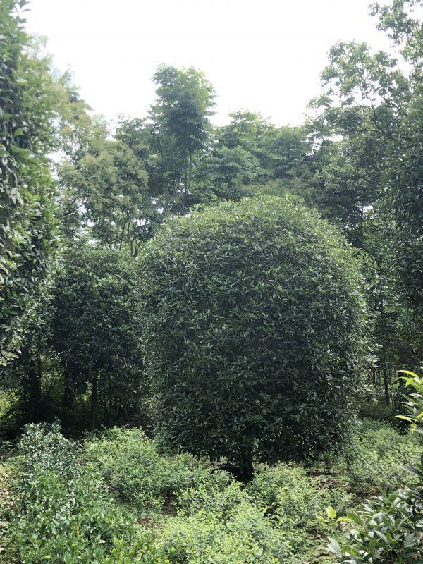 成都桂花基地供应