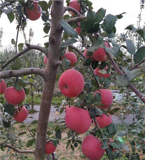 烟富6号苹果苗