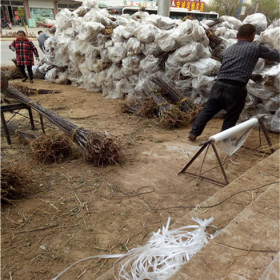 矮化苹果苗近期价格 花牛苹果树苗参考价格