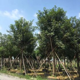 黄花风铃木基地 黄花风铃木树 基地供应 黄金风铃木批发