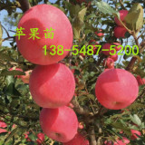 紅將軍蘋(píng)果苗樹(shù)苗、產(chǎn)地直銷(xiāo)1-4公分紅將軍蘋(píng)果苗