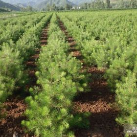 蜀侩价格 2米蜀侩种植基地 2米蜀侩多少钱