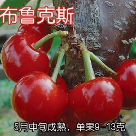 矮化櫻桃苗種植基地