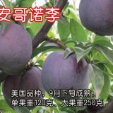 山東李子苗批發(fā)銷售