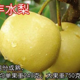 泰安梨苗種植廠家