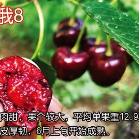 泰安矮化櫻桃苗種植基地