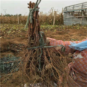 香妃葡萄苗多少錢一棵、今年香妃葡萄苗基地在哪里