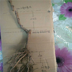 占地葡萄苗培育基地、今年占地葡萄苗价格多少