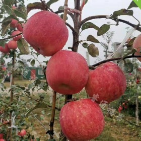 秦脆苹果苗支持当面验货 秦脆苹果苗价格