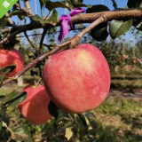 秦脆苹果苗1年苗、2年苗、3年苗量大从优