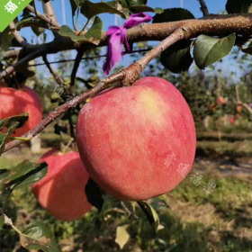 秦脆苹果苗1年苗、2年苗、3年苗量大从优