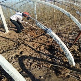 李子树苗种植技术农村种植李子树不愁销路