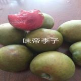 1公分脆紅李樹(shù)苗李子種植土壤地勢(shì)嫁接苗哪里有賣