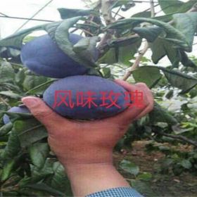 红宝石李李子树苗早熟品种介绍怎么种植才高产