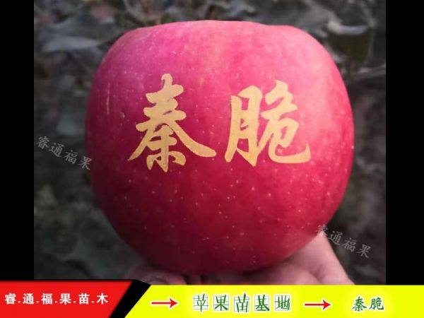 秦脆蘋(píng)果苗