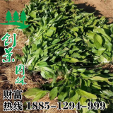 青葉玉簪價(jià)格-低價(jià)批發(fā)草本植物-基地直銷