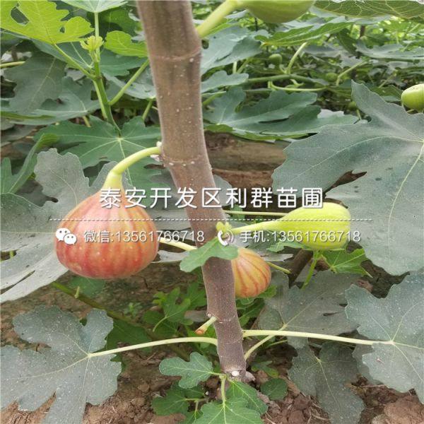 无花果树苗