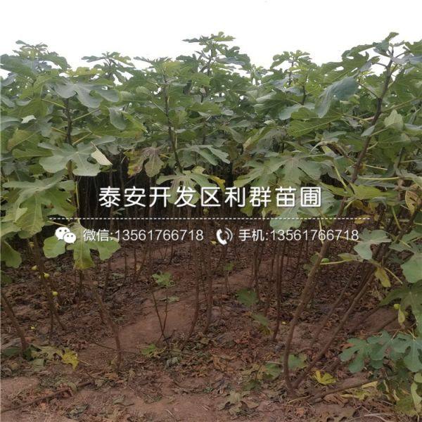 无花果树苗