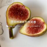 青皮无花果树苗、青皮无花果树苗基地