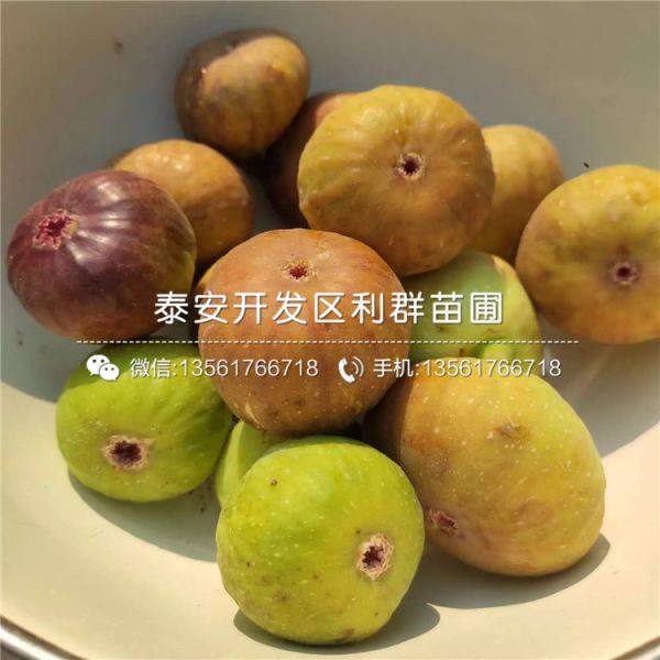 无花果树苗