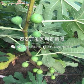 紫果无花果树苗、紫果无花果树苗报价及价格