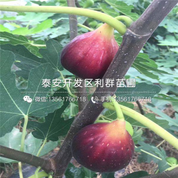 无花果树苗