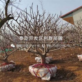 无花果树苗多少钱一棵、2020年无花果树苗价格及报价