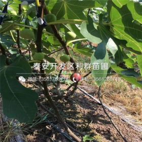 无花果树苗价格、2020年无花果树苗价格