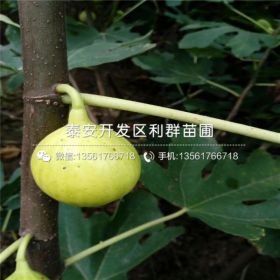 布兰瑞克无花果树苗、布兰瑞克无花果树苗多少钱一棵